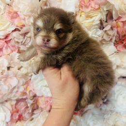 Schnitzel - Chocolate and tan male Pomeranian puppy in Buck Valley, Pennsylvania from Buck Valley Pomeranians