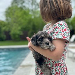 Maltipoo Puppies from Horst's Maltipoo Puppies