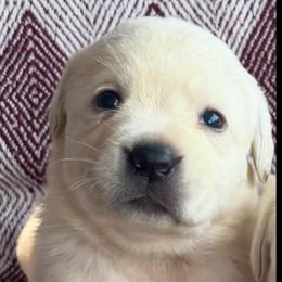 Girl 3 - Yellow female Labrador Retriever puppy in Jamestown, Ohio from Heartlands Quality Labrador Retrievers