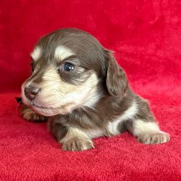 Jade - Chocolate and cream female Dachshund puppy in Lincoln, Arkansas from Red Dirt Dachshunds