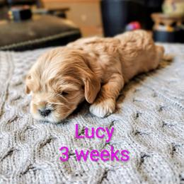 Girl 1 - Apricot female Cavapoo puppy in Washougal, Washington from Timothy's Cavapoos