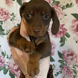 Velma - Chocolate and tan female Dachshund puppy in Spring Hill, Florida from Adorable Doxxies