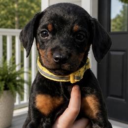 Tweety - Black and rust female Doberman Pinscher puppy in Wellington, Ohio from Jessie (TDD, llc)