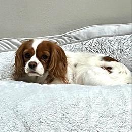Cavachon puppies from Blount pups