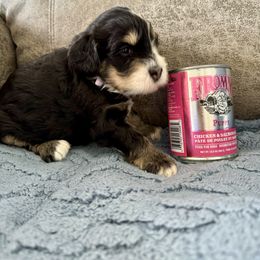 Aussiedoodle and Bernedoodle Puppies from LolliPop Farms