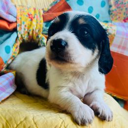 Jane - Black and tan female Dachshund puppy in Stilwell, Oklahoma from MB’s Dachshunds