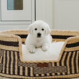Daisy - Light golden female Golden Retriever puppy in Manti, Utah from Arrowhead Kennels