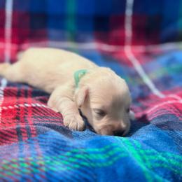 Male 3 - White male Miniature Schnauzer puppy in Seagoville, Texas from JC miniature schnauzers