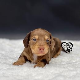 Max - Dapple male Dachshund puppy in Nashville, Arkansas from Cuddles n Curls