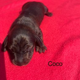 Dachshund Puppies from Dachshunds of Tales