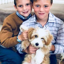 Tibetan Terrier Puppies from Zara Tibetan Terriers