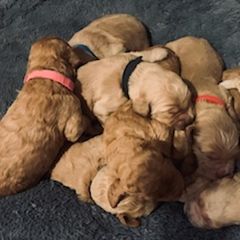 Double Doodle Puppies from COCKADOODLEPOO