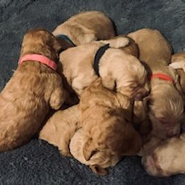 Double Doodle Puppies from COCKADOODLEPOO