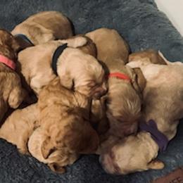 Double Doodle Puppies from COCKADOODLEPOO