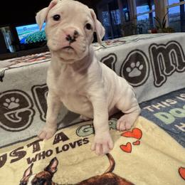 Ranger - White male Boxer puppy in Lago Vista, Texas from Love and Loyalty Boxers
