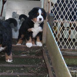 Bernese Mountain Dog Puppies from Baby Bear Bernese Kennel