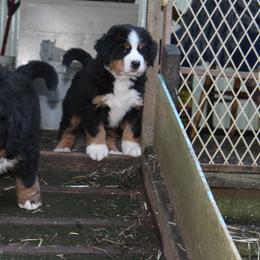 Bernese Mountain Dog Puppies from Baby Bear Bernese Kennel