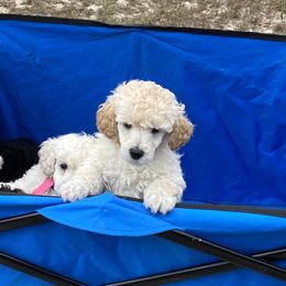 Kerry Blue Terriers and Poodles from Thelmarys Hernandez