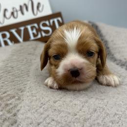 Yavette purple female - Red female Cocker Spaniel puppy in Howe, Indiana from A&J Kennel