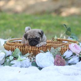 Pug Puppies from Malta Pugs