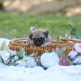 Pug Puppies from Malta Pugs