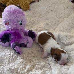 Trixie - Tricolor female Shih Tzu puppy in Jacksonville, Florida from Michi Shih-Tzu