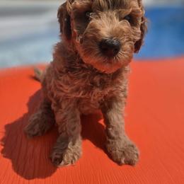 Goldendoodle Puppies from Wurster's Mini Wee Doodles