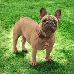 Squirrel - French Bulldog