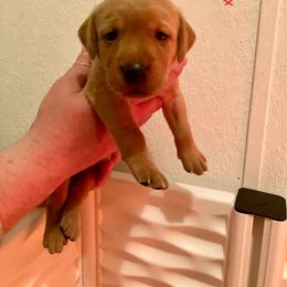 Red - Yellow male Labrador Retriever puppy in Newaygo, Michigan from Royal Oak Gundogs