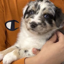 Boy 2 - Blue merle Australian Shepherd puppy in Perkasie, Pennsylvania from Kid’s Kingdom Australian Shepherds