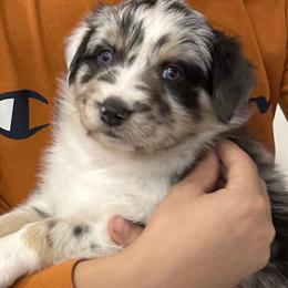 Boy 2 - Blue merle Australian Shepherd puppy in Perkasie, Pennsylvania from Kid’s Kingdom Australian Shepherds