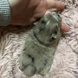 Suki - Blue merle female Pomeranian puppy in Waterloo, Indiana from Garcias Pomeranian