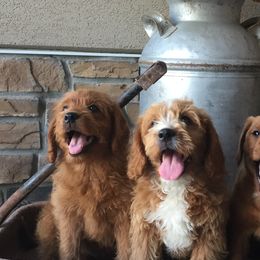 Cavapoos, Labradoodles, and Labrador Retrievers from Ruby Red Labs and Doodles