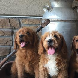 Cavapoos, Labradoodles, and Labrador Retrievers from Ruby Red Labs and Doodles