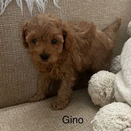 Bud - Brown male Poodle puppy in Rochester, New York from Mellies Miniature Poodles