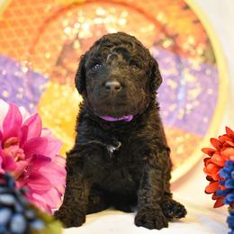 Violet - Black female Australian Labradoodle puppy in Sturbridge, Massachusetts from Pawlite Best Friends