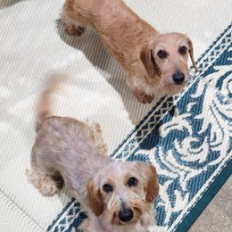 Dachshunds and Rottweilers from Braeside