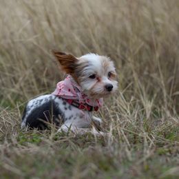 Prince - Yorkshire Terrier