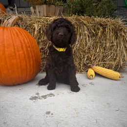Yellow - Brown female Poodle puppy in Tecumseh, Nebraska from Double Down Doodles & Poodles