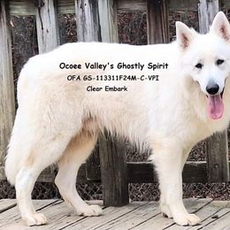 Spirit - German Shepherd