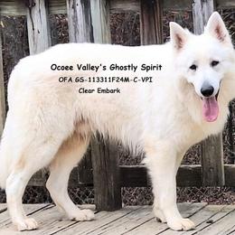 Spirit - German Shepherd