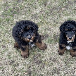 Poodle Puppies from Grandy’s Pretty Poodles
