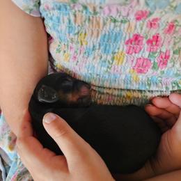 Black and Tan Female - Black and tan female Dachshund puppy in Inman, South Carolina from Shadow Acres