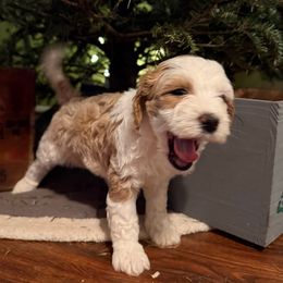 Blitzen (Blitzy) - Red female Bernedoodle puppy in Williamston, South Carolina from Sassy Bob’s Dogs