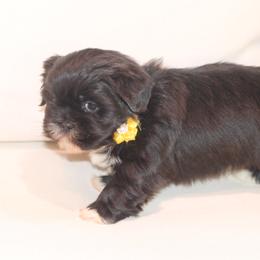 Shih Tzu Puppies from Kissyface Shih Tzu