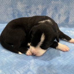 5 - Black and white male Border Collie puppy in New Bern, North Carolina from New Bern Border Collies