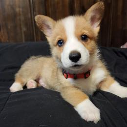 Pembroke Welsh Corgi Puppies from South Texas Corgis