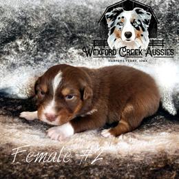 Girl 2 - Red tri-color female Australian Shepherd puppy in Harpers Ferry, Iowa from Wexford Creek Aussies, LLC