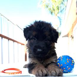 AKC Orange Girl - Black and red female German Shepherd puppy in Bakersfield, California from Aguirre Farm