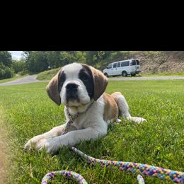 Yellow smooth male - White and brown male Saint Bernard puppy in Clearfield County, Pennsylvania from Keystone Saints